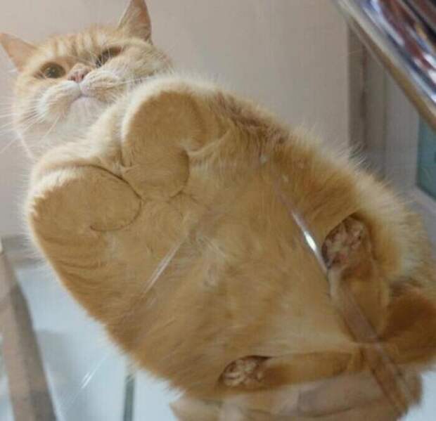 Кошачий батон - вид снизу Кошачий батон - вид снизу