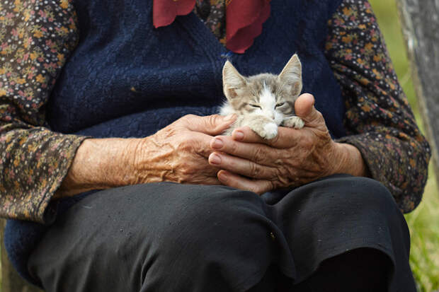 Картинки по запросу бабушка с котом