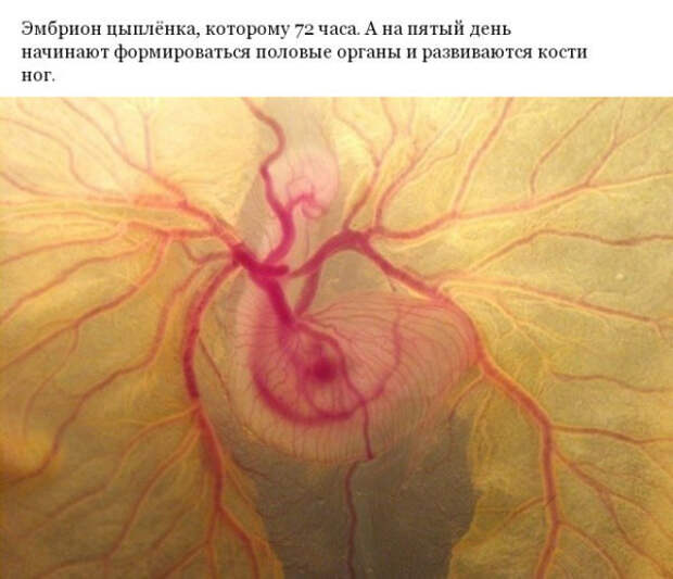 Фото различных предметов под микроскопом