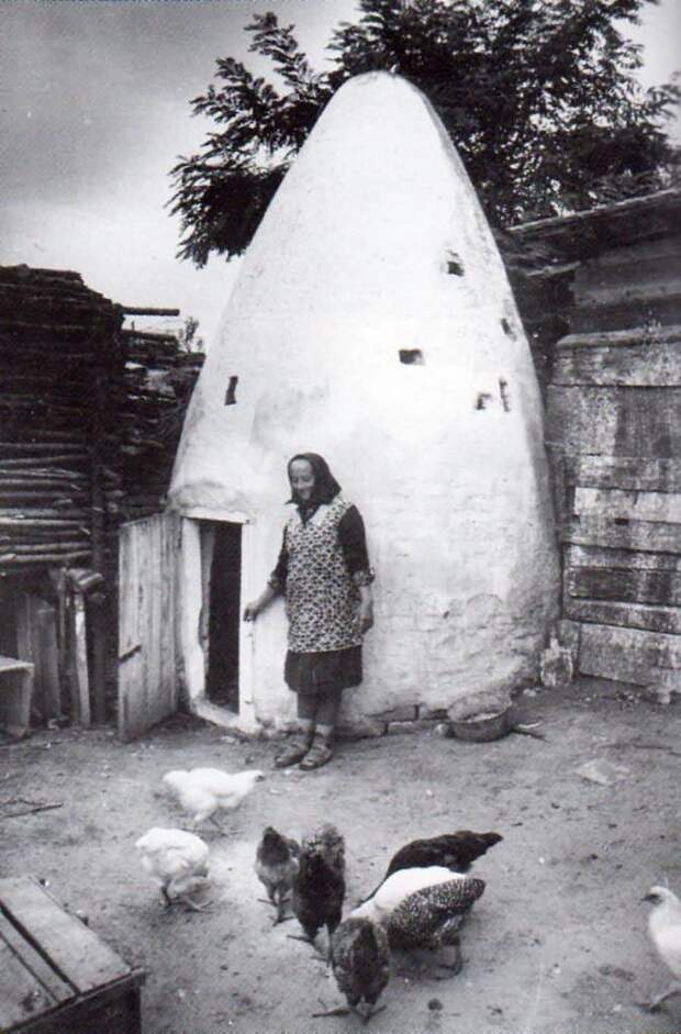 курицы, курятник