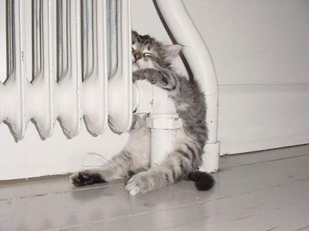 Наступают холода. Кошки бесконечно изобретательны, когда речь заходит о поиске тепла.