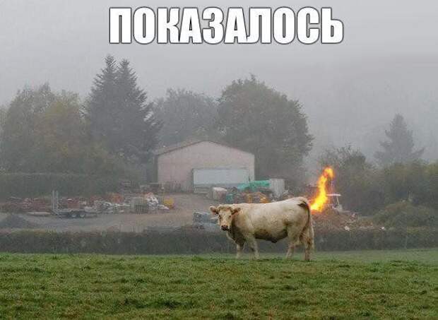 luchshie-smeshnye-kartinki-s-tekstom-i-frazami-zabavnaja-podborka-11.jpg