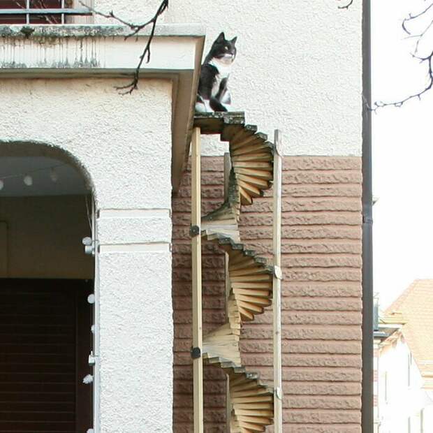 Феномен кошачьих лестниц в Швейцарии