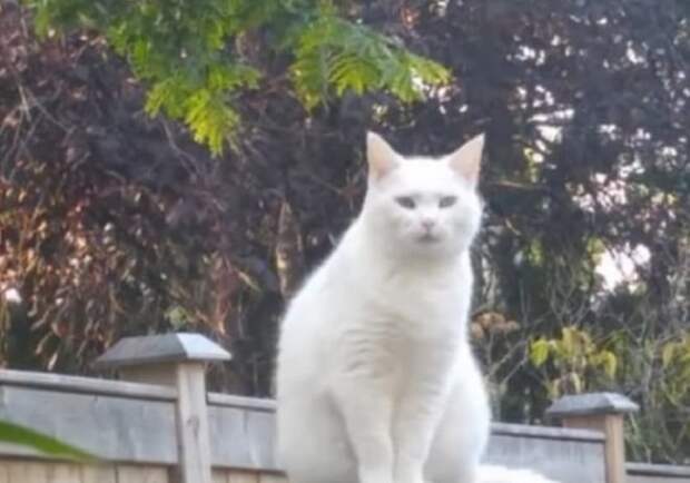 Кошка на крыше