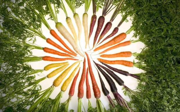 Цвет моркови фото