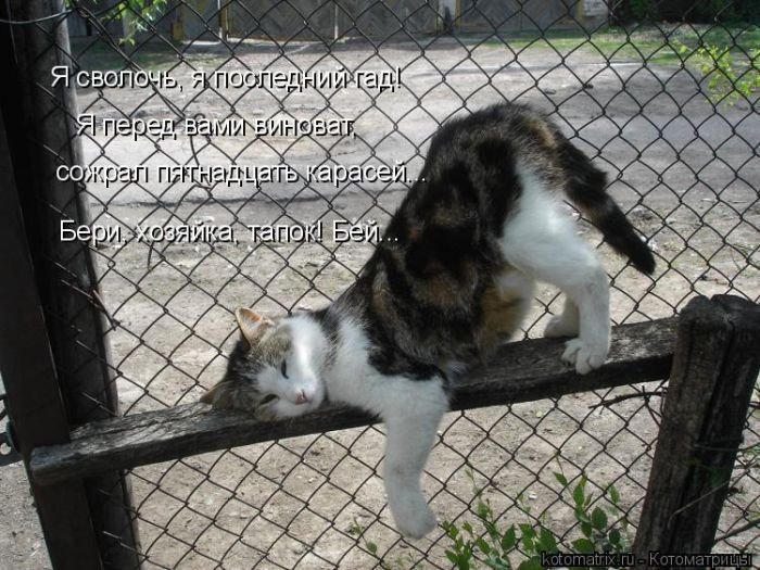 Котоматрицы великолепные, каждая с кусочком позитива и хорошего настроения!!!
