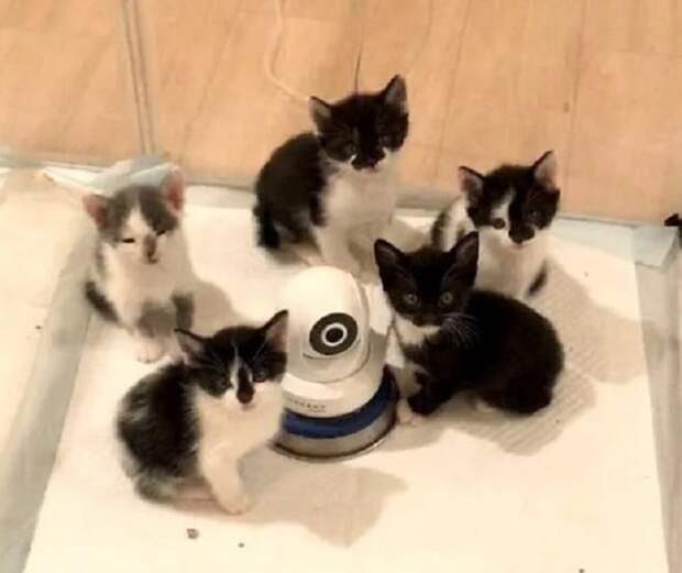 Котята играют Котята с камерой