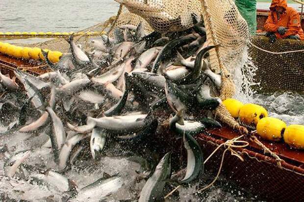 Эксперт: государству давно пора заняться регулированием рыбного рынка страны. 376809.jpeg