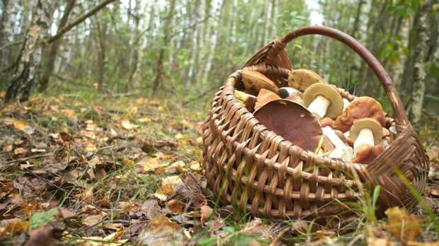 Штраф до 1 млн рублей: какие грибы советуют обходить стороной