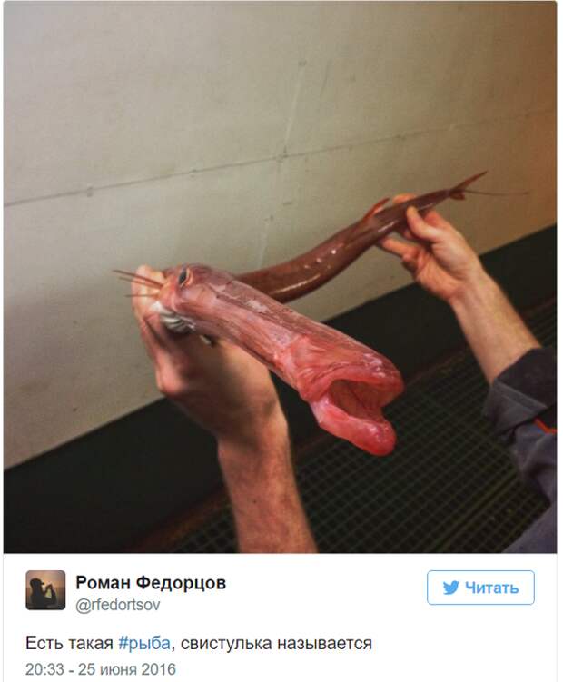 Невероятные монстры: российский моряк публикует снимки самых диковинных существ, попадающих в сети twitter, Социальные сети, вода, монстр, рыба, рыбак