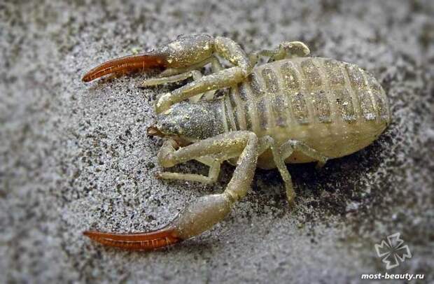 Garypus titanius