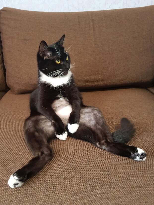смешные коты кот сидит