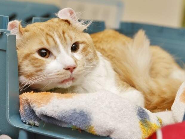 Freeway, cat rescued from Valley freeway, finally goes home with rescuer Richard Christianson