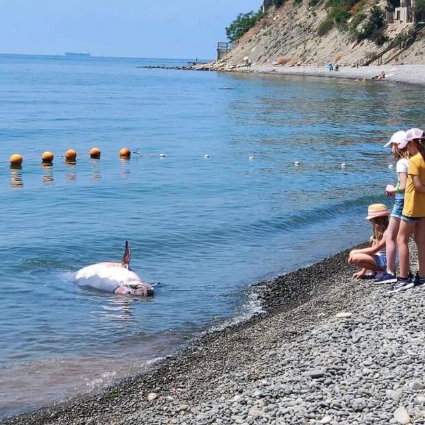 В Новороссийской бухте снова обнаружили мертвого дельфина