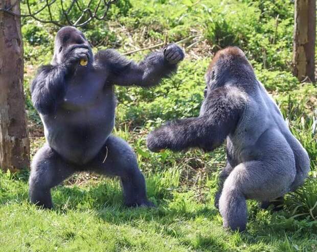 Драка двух горилл за еду в мире, гориллы, драка, еда, животные