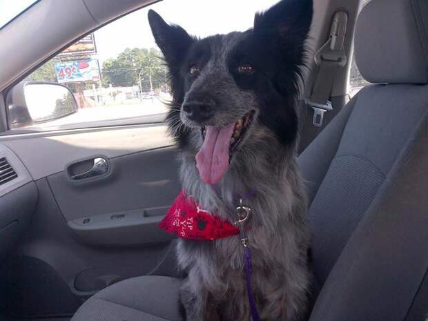 морды спасенных собак, счастливые спасенные собаки, собаки по дороге в новый дом, 