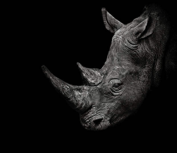 Белый носорог в национальном парке в Замбии