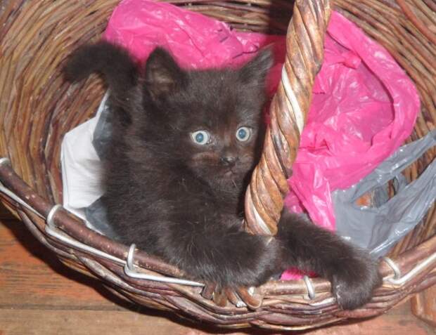 Картинки по запросу "фото черного котенка полуперса"