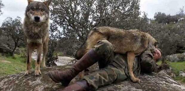 Испанский «Маугли» хочет вернуться к волкам, разочаровавшись в людях в мире, волки, животные, жизнь, история, люди, природа