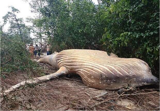 В бразильском мангровом лесу "заблудился" горбатый кит