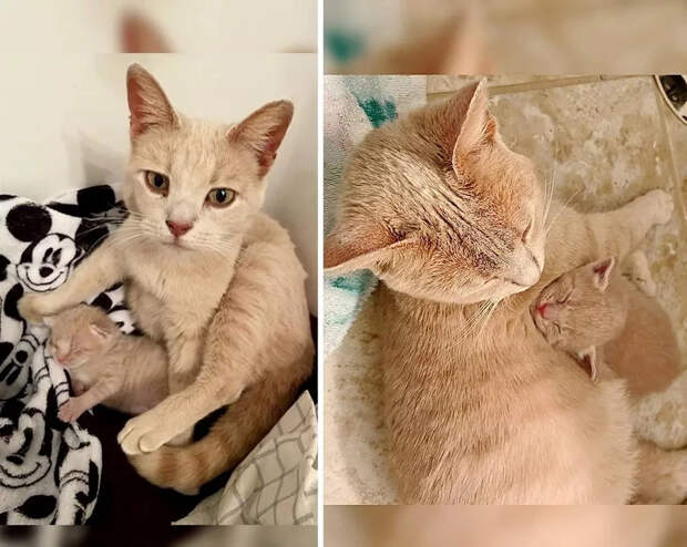 Без кота и жизнь не та