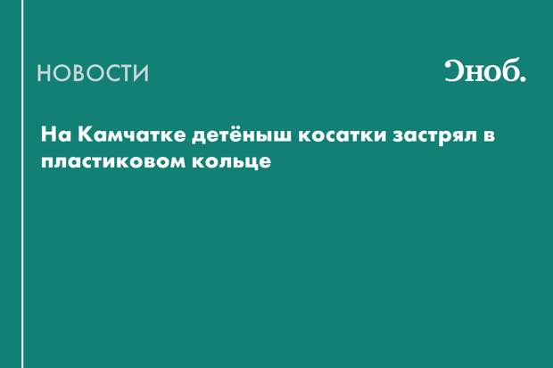 На Камчатке детёныш косатки застрял в пластиковом кольце