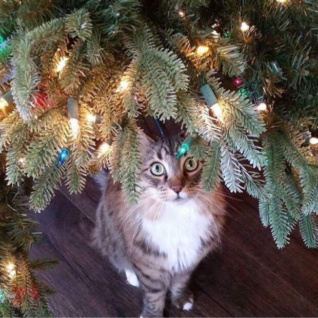 Новогодние коты животные, кот, новый год, рождество