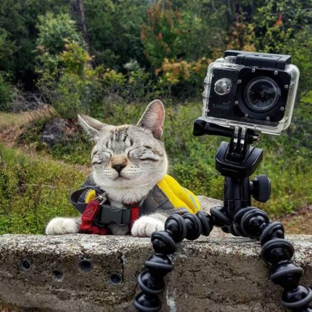 Кот «фотограф» в ожидании удачного кадра.