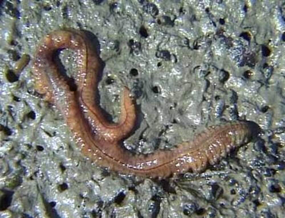 Морской червь черное море