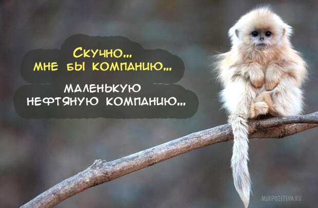 Завораживающее многообразие картинок животных