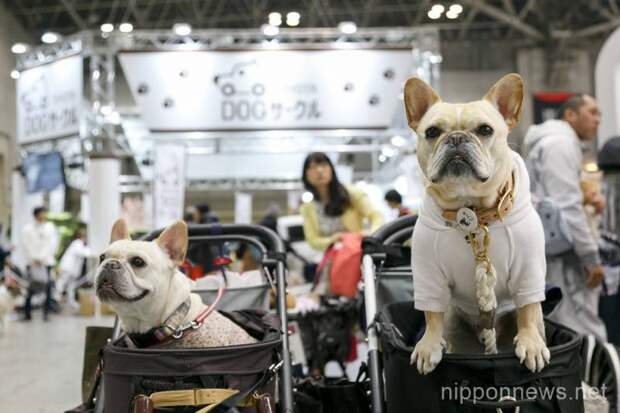 Большая выставка товаров и услуг для животных в Токио  (19 фото) 