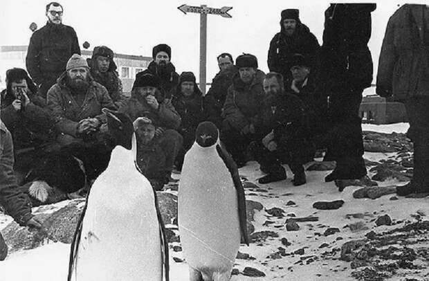 Как советский врач в Антарктиде провёл операцию сам себе Леонид Рогозов, антарктида, день в истории, интересное