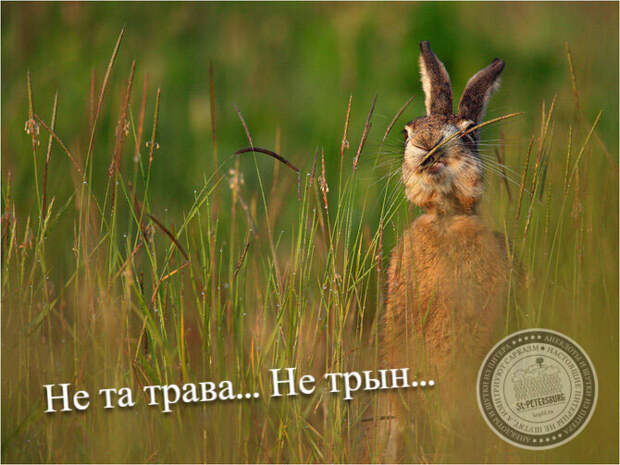 Не та трава, не трын...
