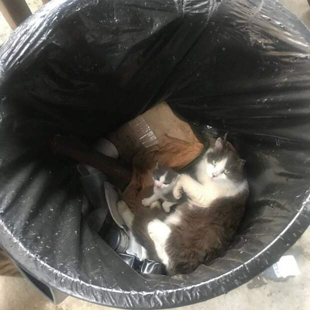 Мать закрывала собой единственного котенка, лежа среди мусора история, история спасения, коты, котята, кошки, помощь животным, спасение животных