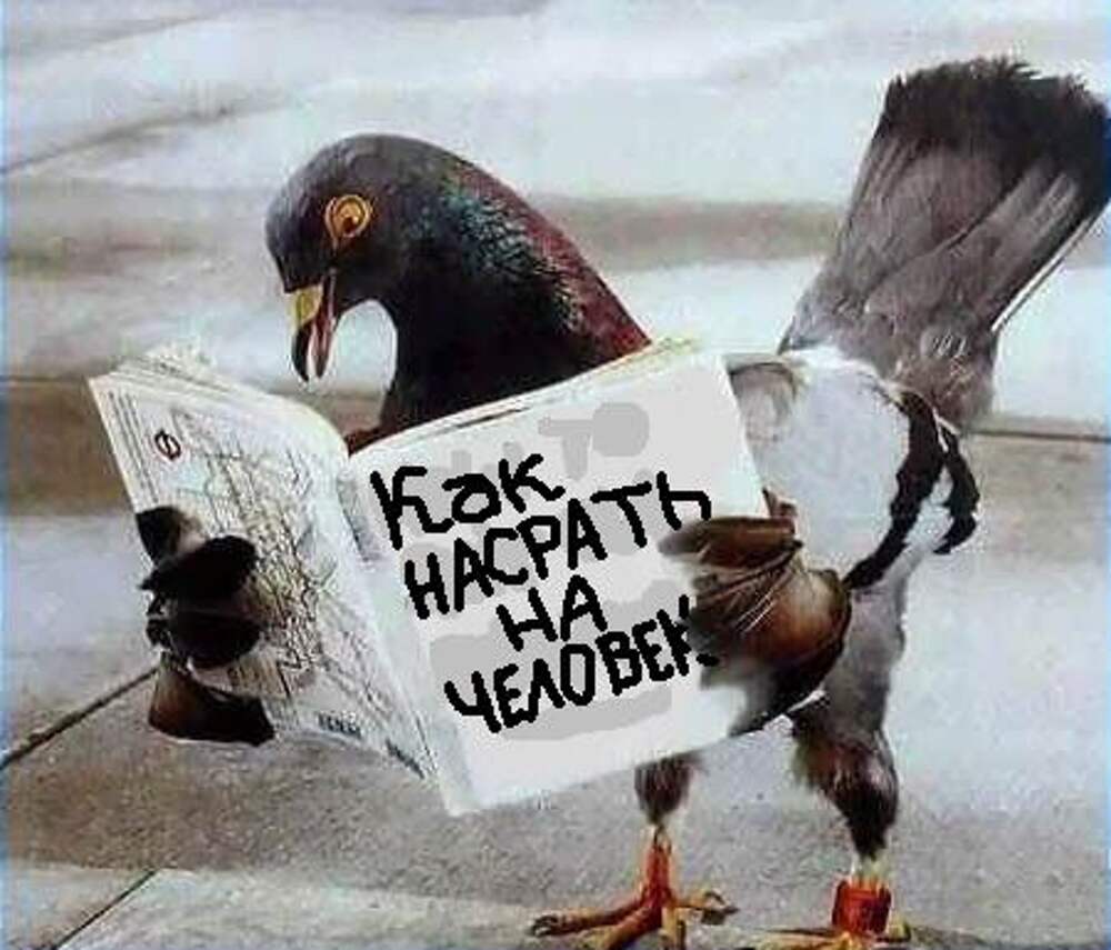 Книги про голубей