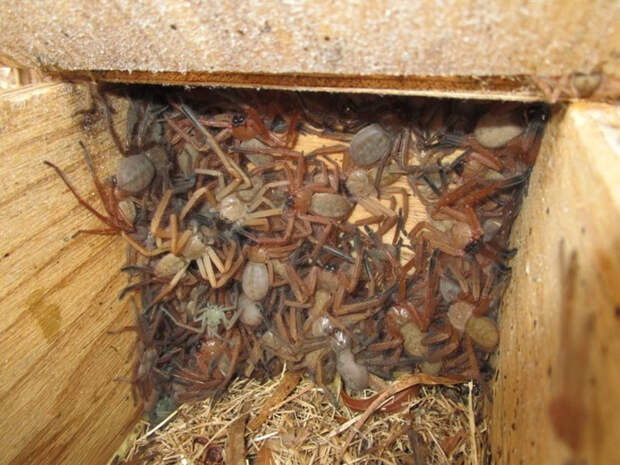 В Австралии найдено огромное гнездо пауков-охотников