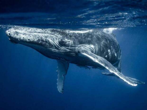 2. Горбатые киты превратились из одиночных существ в живущих в «супергруппах», причину этого морские биологи всё ещё пытаются выяснить в мире, интересно, наука, познавательно, феномен, фото