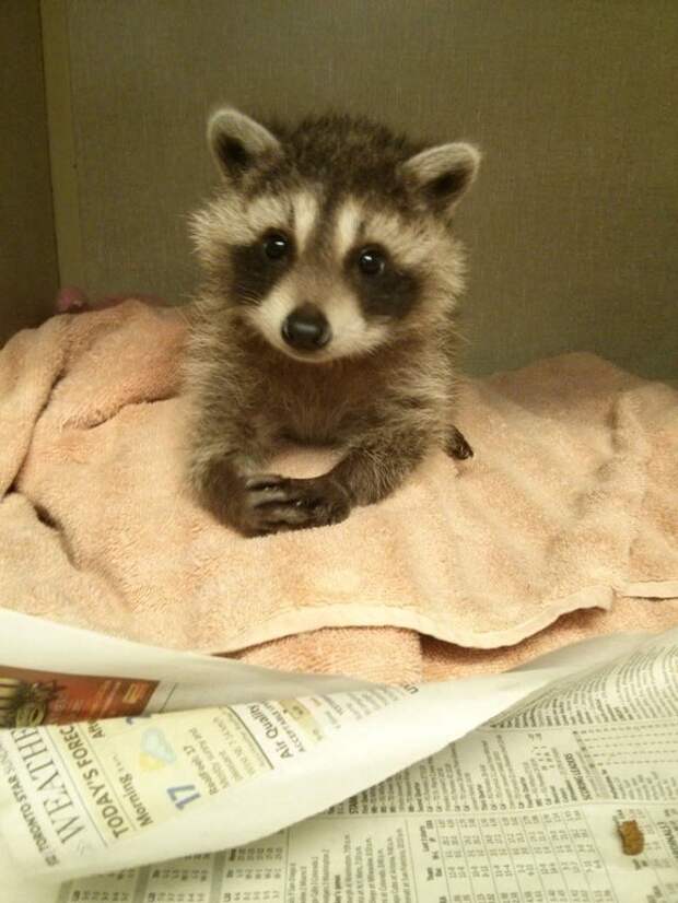 Bigpicture ru adorable baby animals 29
