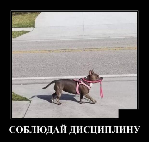 Демотиватор про дисциплину