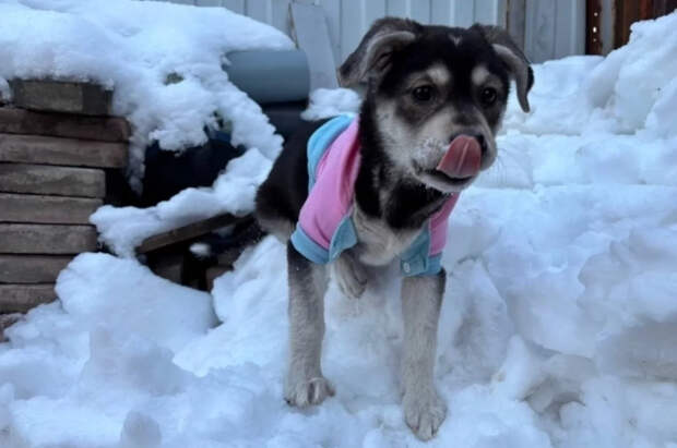 Кинолог Голубев рассказал о признаках переохлаждения собак