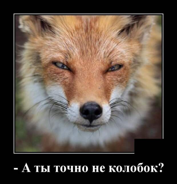 Демотиватор про лису