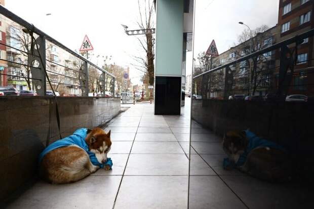 В Калининграде пёс каждый день сидит возле торгового центра — но его история не такая грустная, как у Хатико