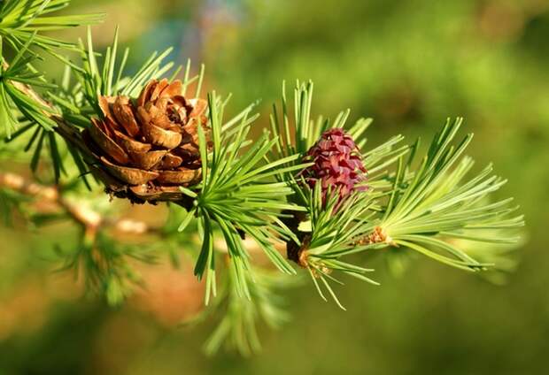 КНЦ СО РАН: создан полимер из лиственницы с антиоксидантными свойствами