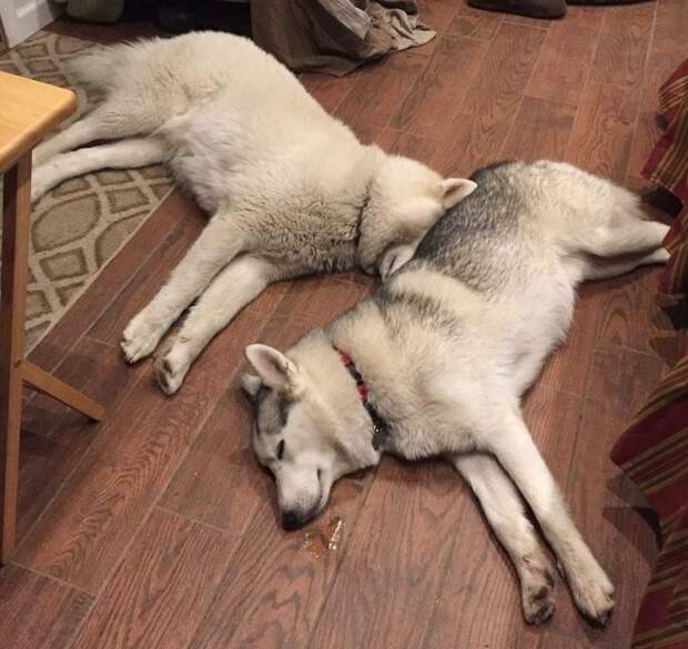 Уморительные собаки