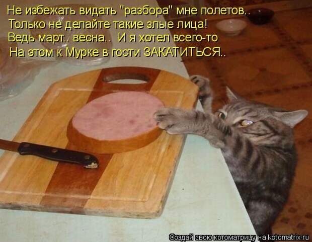 Лучшие котоматрицы недели (50 фото)