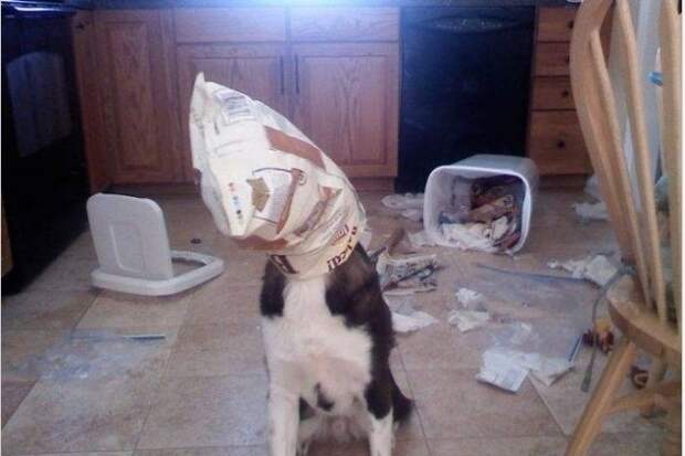 Когда им скучно Когда им скучно животные, факты, юмор