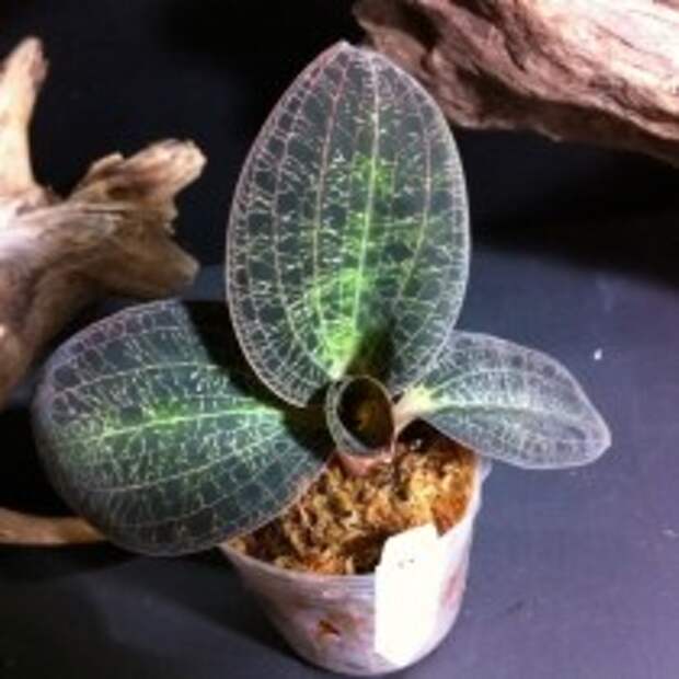 Драгоценная орхидея Доссиния (Dossinia)