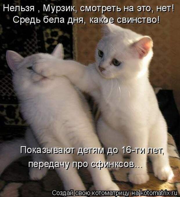 Лучшие котоматрицы недели (50 фото)