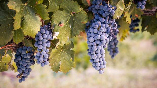 Крупный виноградный питомник создадут в Крыму