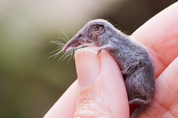 8 самых маленьких млекопитающих в мире